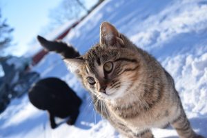 Hond en kat in de winter