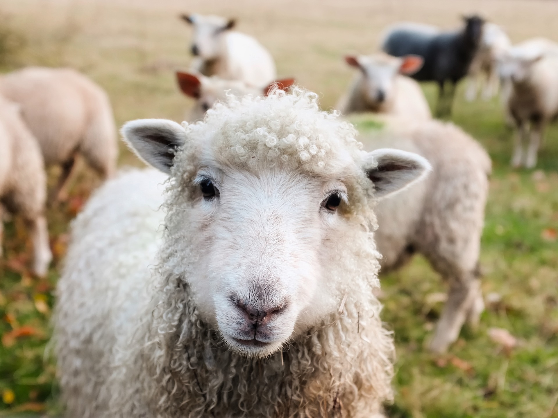 schapen | optimale tips DAP Van Waard tot Klif