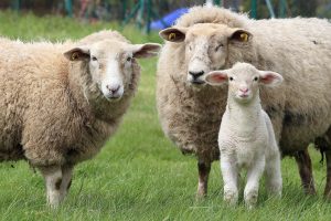 ontwormen schapen