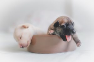 nestje pups