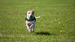 gebitsverzorging hond of kat