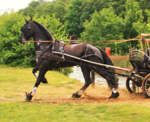 voedingsadvies paard/pony