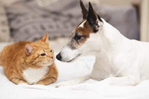 Hond en kat