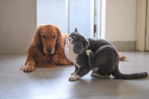 Allergie bij hond en kat
